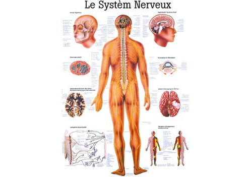 RDIGER Lehrtafel laminiert Nervensystem 70 x 100  fr