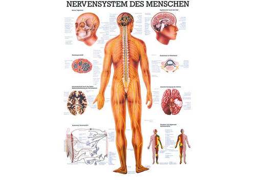 RDIGER Mini-Poster Nervensystem 23 x 33  de