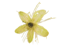 Echte getrocknete Blüten Cherry weiss 5 Stück