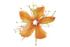 Echte getrocknete Blüten Cherry orange 5 Stück