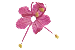 Echte getrocknete Blüten Dana lila 5 Stück