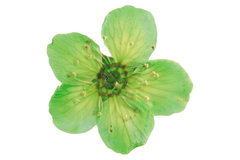 Echte getrocknete Blüten Jessica grün 5 Stück