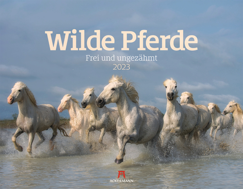 ACKERMANN Wilde Pferde 3308 D/E, 54x42cm, 2023