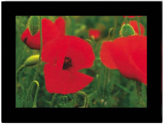 HASCHEMI Doppelkarten-Box 818 818 MOHNBLUMEN