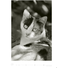 HEYE Bildkalender 2026 22848+26 Wegler Cats Edition DE...