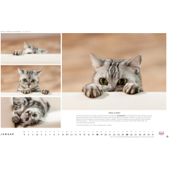 HEYE Bildkalender 2026 1130+26 Whiskas Katzen DE 45x30cm