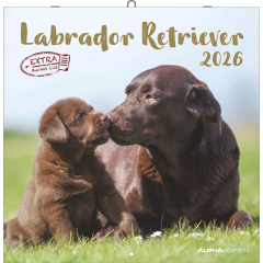 ALPHA EDITION Bildkalender 2026 160631 Labrador ML 30x30cm