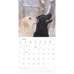 ALPHA EDITION Bildkalender 2026 160631 Labrador ML 30x30cm