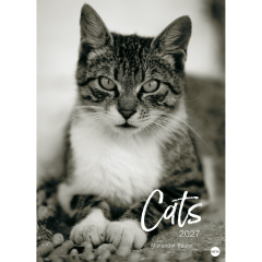 HEYE Bildkalender 2027 22848+27 Wegler Cats Edition DE...