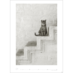 HEYE Bildkalender 2027 22848+27 Wegler Cats Edition DE...