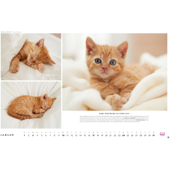 HEYE Bildkalender 2027 1130+27 Whiskas Katzen DE 45x30cm