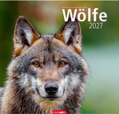 WEINGARTEN Bildkalender 2027 2963700+27 Wölfe DE...