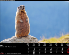 CALENDARIA Bildkalender 2027 9783036205755 Swiss Animals...