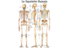 RÜDIGER Lehrtafel Skelett 70 x 100  fr