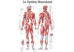 RÜDIGER Lehrtafel laminiert Muskelsystem 70 x 100  fr