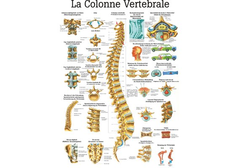 RÜDIGER Lehrtafel laminiert Wirbelsäule 70 x...