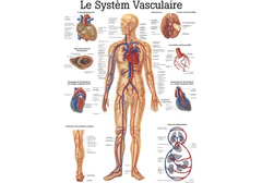 RÜDIGER Lehrtafel laminiert Gefässsystem 70 x...