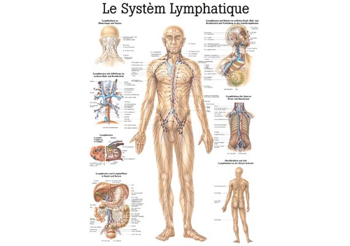 RDIGER Lehrtafel laminiert Lymphsystem 70 x 100  fr