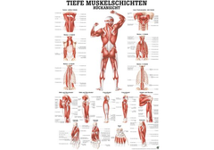 RÜDIGER Lehrtafel laminiert Tiefe Muskelschichten...