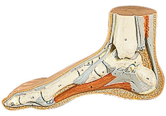 RÜDIGER Fussanatomiemodell Normalfuss