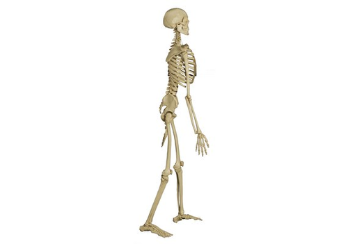 RDIGER Skelett Homo