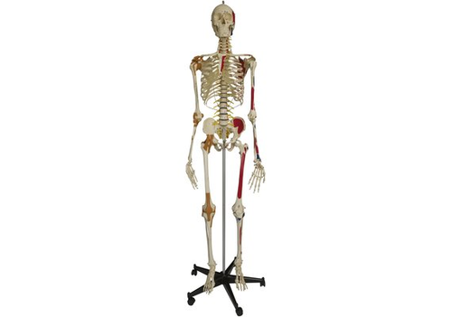 RDIGER Super Homo-Skelett