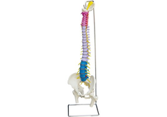 RÜDIGER Wirbelsäule coloriert mit...