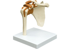 RÜDIGER Funktionsmodell Schultergelenk