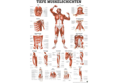 RÜDIGER Lehrtafel laminiert Tiefe Muskelschichten...