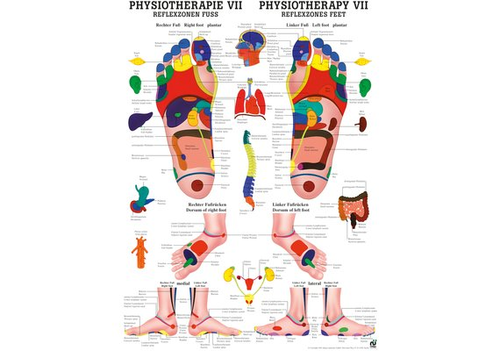 RDIGER Poster laminiert Physiotherapie VII 50 x 70  de