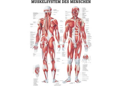 RDIGER Lehrtafel Muskelsystem 70 x 100  de