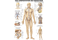 RÜDIGER Lehrtafel Lymphsystem 70 x 100  de