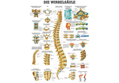 RÜDIGER Mini-Poster Wirbelsäule 23 x 33  de
