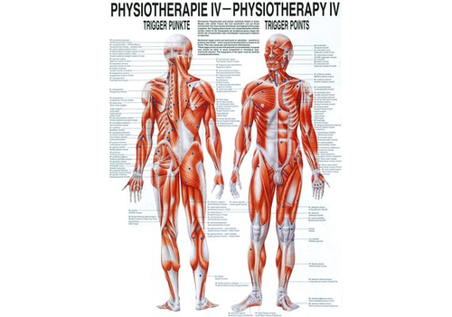 RDIGER Poster Physio IV 50 x 70  de