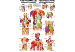 RÜDIGER Mini-Poster laminiert Physio VIII 23 x 33  de