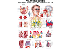 RÜDIGER Mini-Poster Atmungsorgane 23 x 33  de