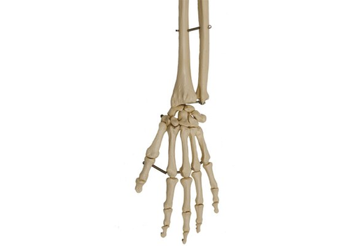 RDIGER Skeletthand mit Unterarmansatz