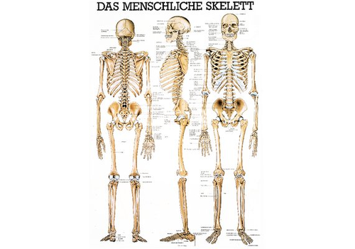RDIGER Mini-Poster laminiert Skelett 23 x 33  de