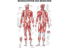 RÜDIGER Mini-Poster laminiert Muskelsystem 23 x 33  de