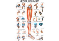 RÜDIGER Mini-Poster laminiert untere Extremität...