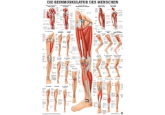 RÜDIGER Poster laminiert Beinmuskulatur 50 x 70  de