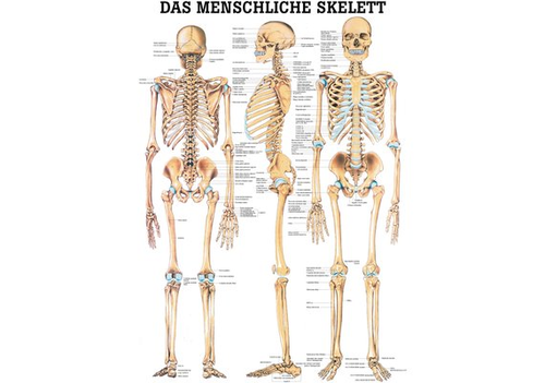 RDIGER Poster laminiert Skelett 50 x 70  de