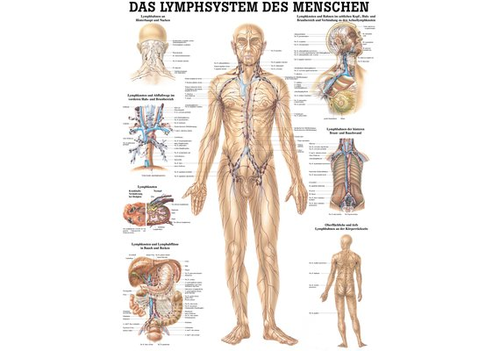 RDIGER Poster laminiert Lymphsystem 50 x 70  de