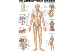 RÜDIGER Poster laminiert Lymphsystem 50 x 70  de