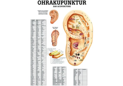 RÜDIGER Mini-Poster laminiert Ohrakupunktur 23 x 33  de