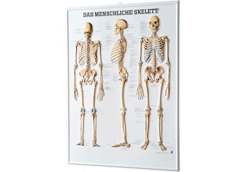RDIGER 3D Relief Poster Skelett 74 x 54  de