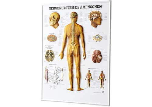 RDIGER 3D Relief Poster Nervensystem 74 x 54  de