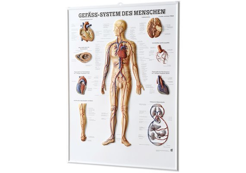RÜDIGER  3D Relief Poster Gefässsystem 74 x 54  de