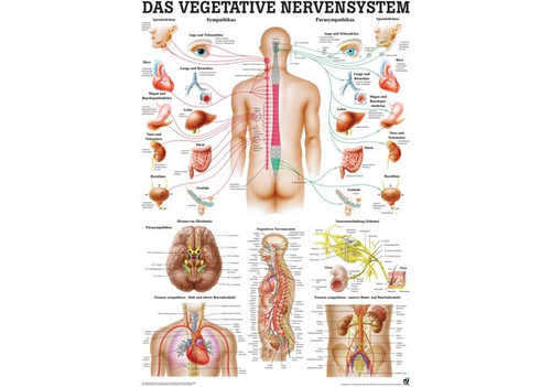 RDIGER Lehrtafel Vegetative Nervensystem 70 x 100  de