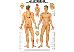 RÜDIGER Mini-Poster laminiert Akupressur 23 x 33  de